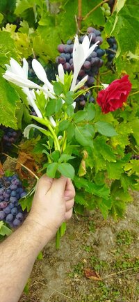 IMG_20250824_102606.jpg