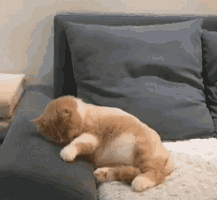 cat-biking.gif