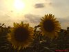 DSC00672.JPG