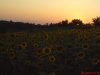 DSC00708.JPG