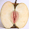 icon014.gif