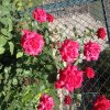IMG_5946.jpg
