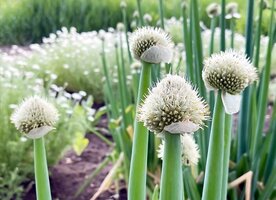 ms-welsh-onion-getty-04108d34a144496197ec9f23cdcf6516.jpg