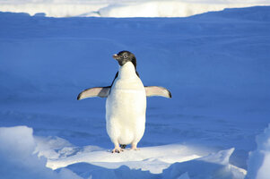 penguin-funny-blue-water-86405.jpg
