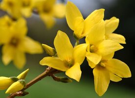 ms-forsythia-getty-ecdd976bb10e4f0480c70fffedeb4afe.jpg