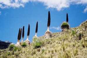 Puya_Raimondii.JPG