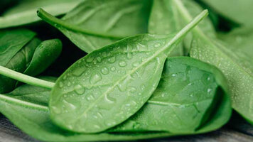 688z387_wet-fresh-green-baby-spinach-leaves-wooden-background.jpg