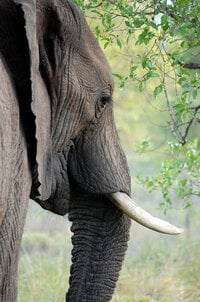 elephant-tusk-ivory-animal-53125.jpg