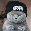 cat thug.gif
