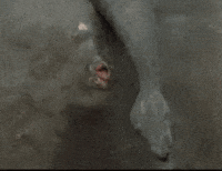 200w (1).gif