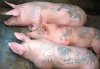 Tattoo pigs.jpg