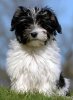 havanese.jpg