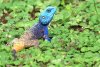 lizzard.jpg