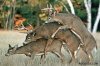 venison_copy.jpg