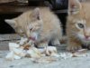 DSC01141.jpg