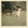 06. baby walks doberman-l.jpg