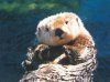 sea_otter.jpg