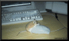 animiertegifbilder46miszl6[1].gif