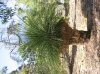 100_0016_1.JPG