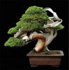 ngam-bonsai-dang-doc-hut-hon-nguoi-xem-hinh-5.jpg