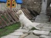 cuca008j.jpg