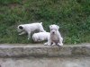 Picture 004.jpg