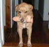 3673_1837_dog-dildo.jpg