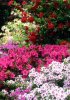 azalea-shrubs.jpg