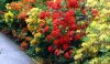 red-yellow-azaleas.jpg