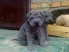 shar pei.jpg