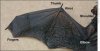 batwing2.jpg