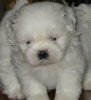 cute-white-dog-500.jpg