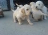 DSC00817_resize.JPG