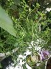 IMG_20190723_175049.jpg