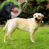labrador.jpg