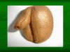 KIWI.jpg