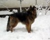 Sneg 2009-2.jpg