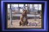 LucerosBillyowned%20by%20ArielofSecurityDogsInc[1].jpg