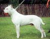 argentinska_doga2.jpg