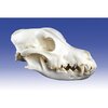 small-dog-skull-erler-zimmer-31.jpg