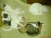 DSC00109.JPG
