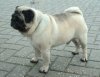 mops.jpg