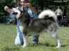 leon_alpha_07-cacib-krusevac-06.jpg