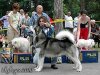 leon_alpha_08-cacib-kragujevac-06.jpg
