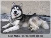 leon_alpha_11-pozer.jpg