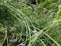 IMG_20200615_123601.jpg