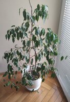 IMG_20200919_104802.jpg