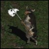 cow.jpg