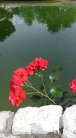 FB_IMG_1604472269397.jpg