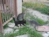 IMG_0526res.jpg